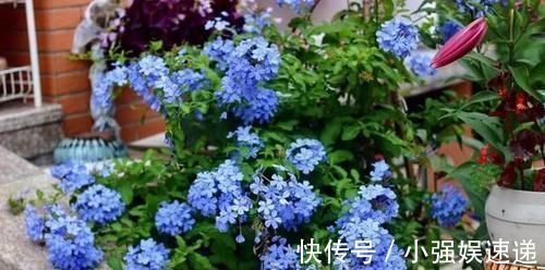 长春花|4种花,现在养一盆正当时,不怕晒不怕热,越晒开花越漂亮