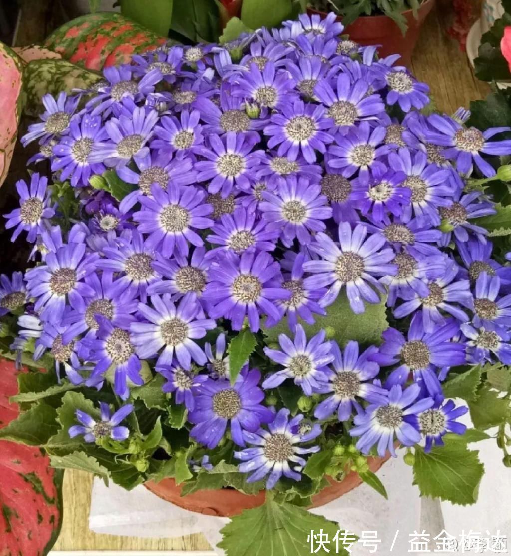 水仙花|6种花是一次性,开完可以扔了,别再浪费时间