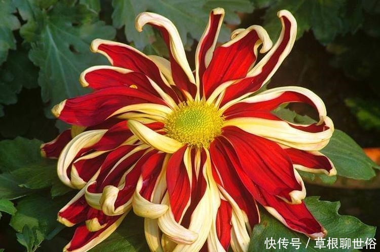 喜欢菊花,不如养这几款花卉,开花勤还爱爆盆,天天都赏花