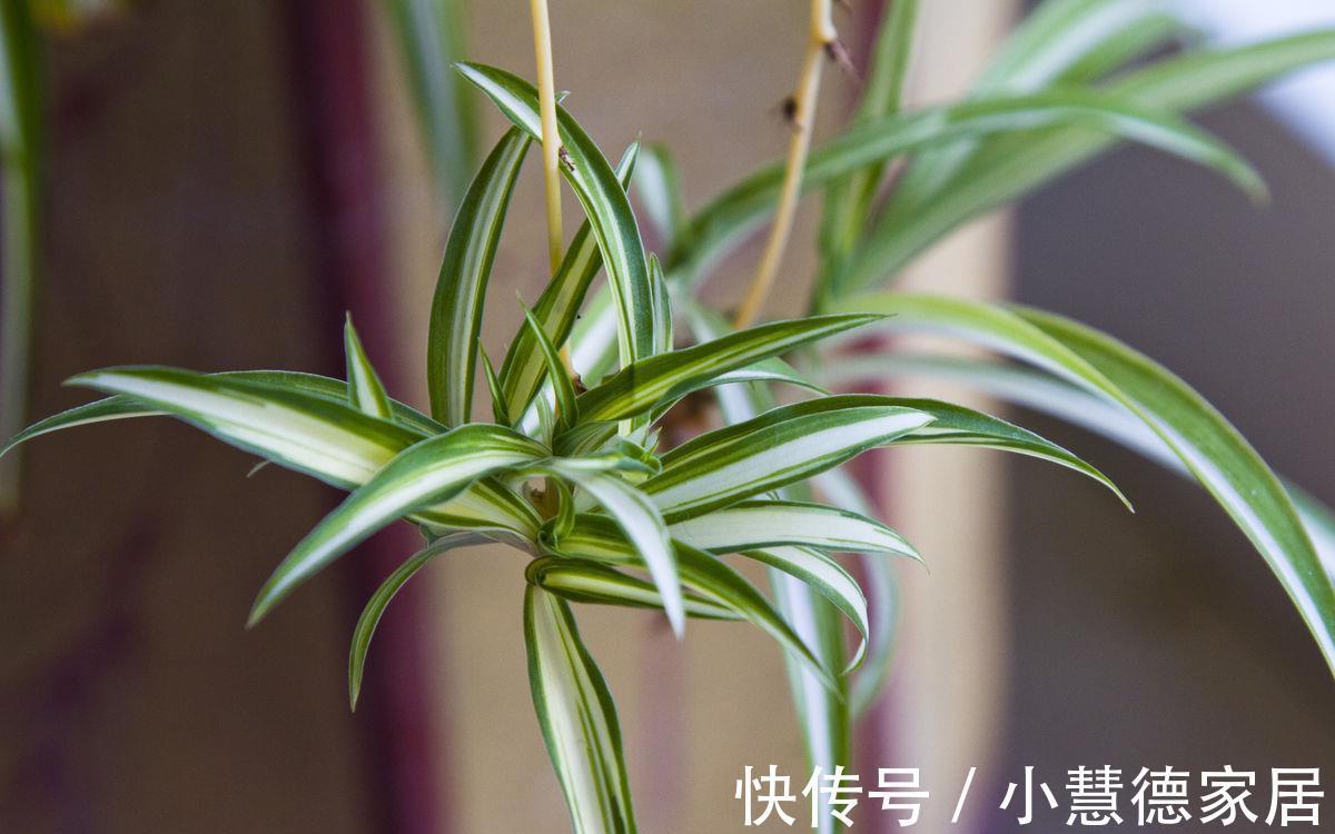 剪口|吊兰长得杂乱无章，偷偷教你一招，叶片油绿宽大，枝繁叶茂