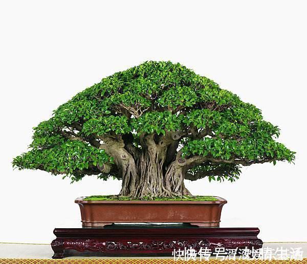 采摘|这盆景价值高,被人戏称“夺命芙蓉”,十分珍贵,树形最亮眼!
