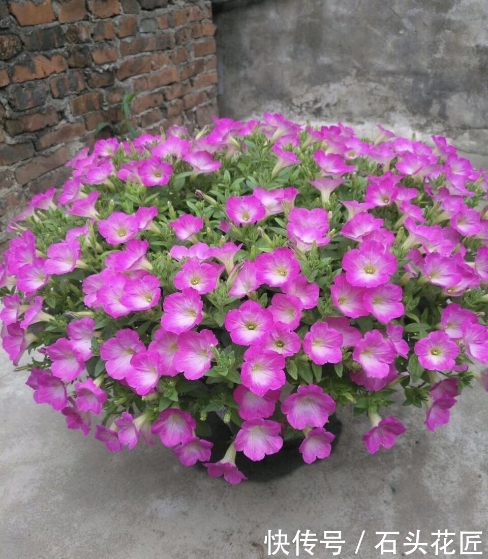 花友评选出6种“良心”好花,价格不高、花朵都是“高颜值”