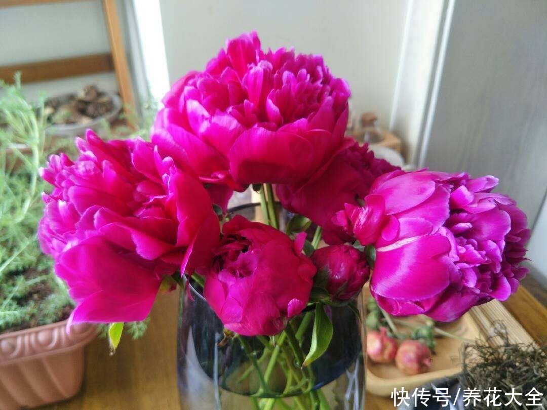 土农药|抓住5月的尾巴，赶紧养一株“芍药花神”，开花比碗还要大