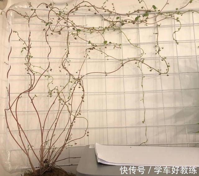 1米7的天竺葵,开花成瀑布,太震撼了!