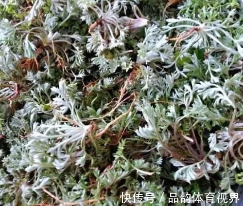 农民|这草能长半人高，是极品中药，但农民不识货，常当野草除掉！