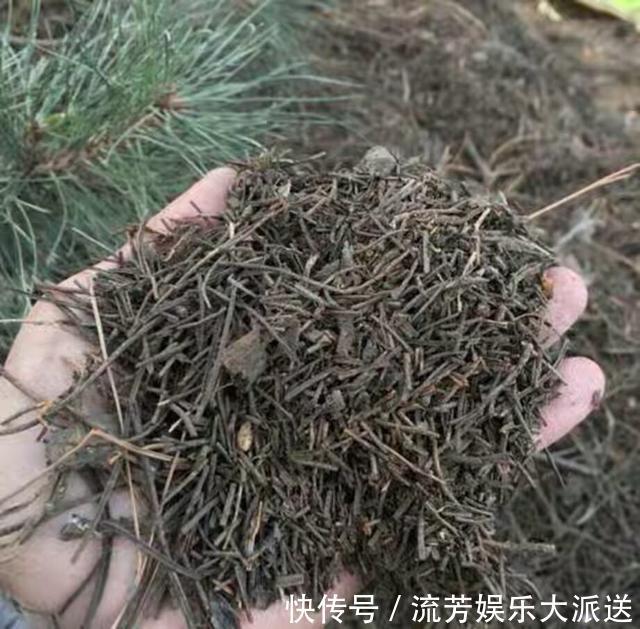 花草|松针可以直接养花吗农村大嫂教你一招，花卉枝繁叶茂花开不断