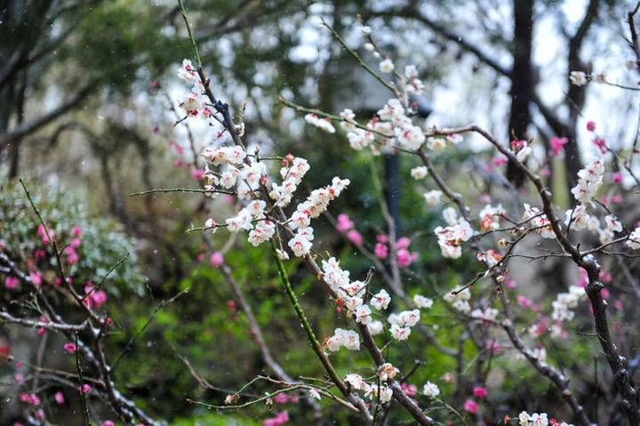 中年|春暖花开时，趵突泉踏雪寻梅来