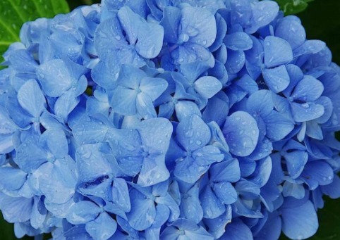 这款小花真耐养，沾土就活，秋季蹭蹭长，花开爆盆，花朵烂漫迷人