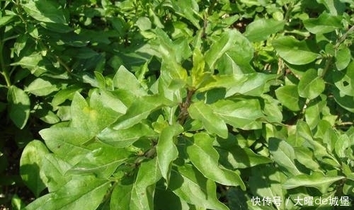 氨基酸|農(nóng)村不起眼的野菜,食療功效強(qiáng)大,養(yǎng)肝明目,降血壓,好處多多