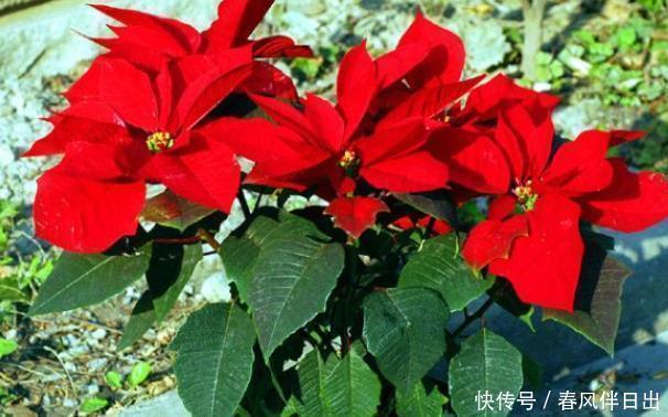 有钱人家里从不养“4种花”,白送都不要,你还傻傻往家买