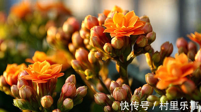 新手养长寿花,喝点“它”蹭蹭长,不烂根不黄叶,花开娇艳爆满盆