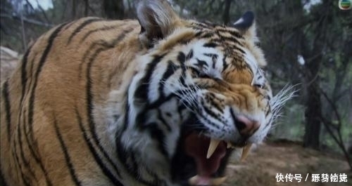 小老虎|为何李逵杀四虎很轻松,武松打一只就累趴?专家:并非李逵更强!