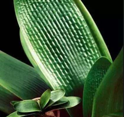 养护|君子兰怎么养好, 遇到这些问题该怎么办君子兰养护秘籍送给你