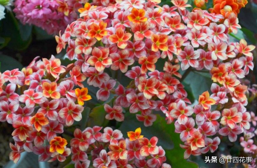 自养|花市长寿花满头花苞，自养却只有几朵？原来有“猫腻”，咱也学学