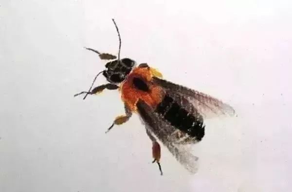 蝗虫$齐白石问娄师白:你数过螳螂翅上的细筋有多少根吗?