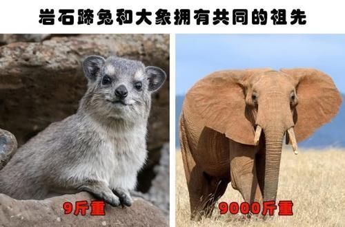 蹄兔|即便真正的学霸也未必知晓的9个有趣的冷知识