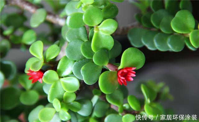 金枝玉叶这样养,叶片翠绿玲珑,枝干苍劲古朴,一年养成盆景老桩