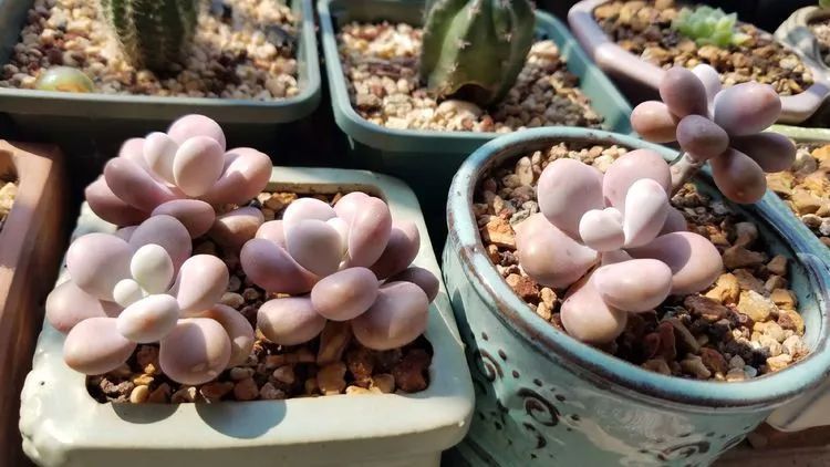 养肉三年,分享养肉经验,谈谈适合逆开挂区的多肉!