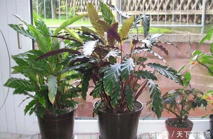 卫生间想养花？选这5种最靠谱，不仅生命力顽强，而且很耐阴！