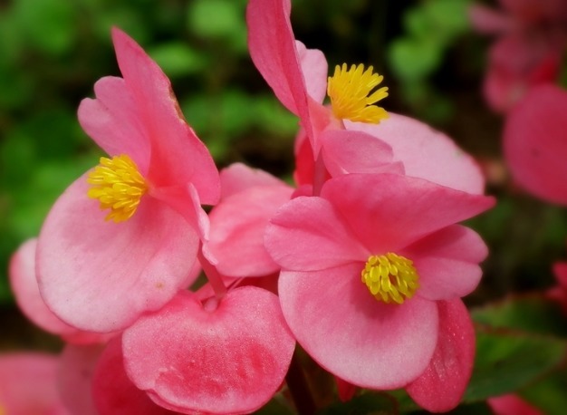 花期超长的植物，花开百日不谢，开成大花球，花开一茬接一茬