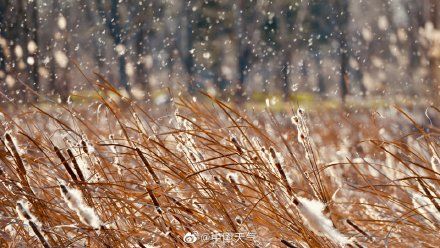 蒲棒|意境太美！暖阳下的蒲棒飞絮如飘雪