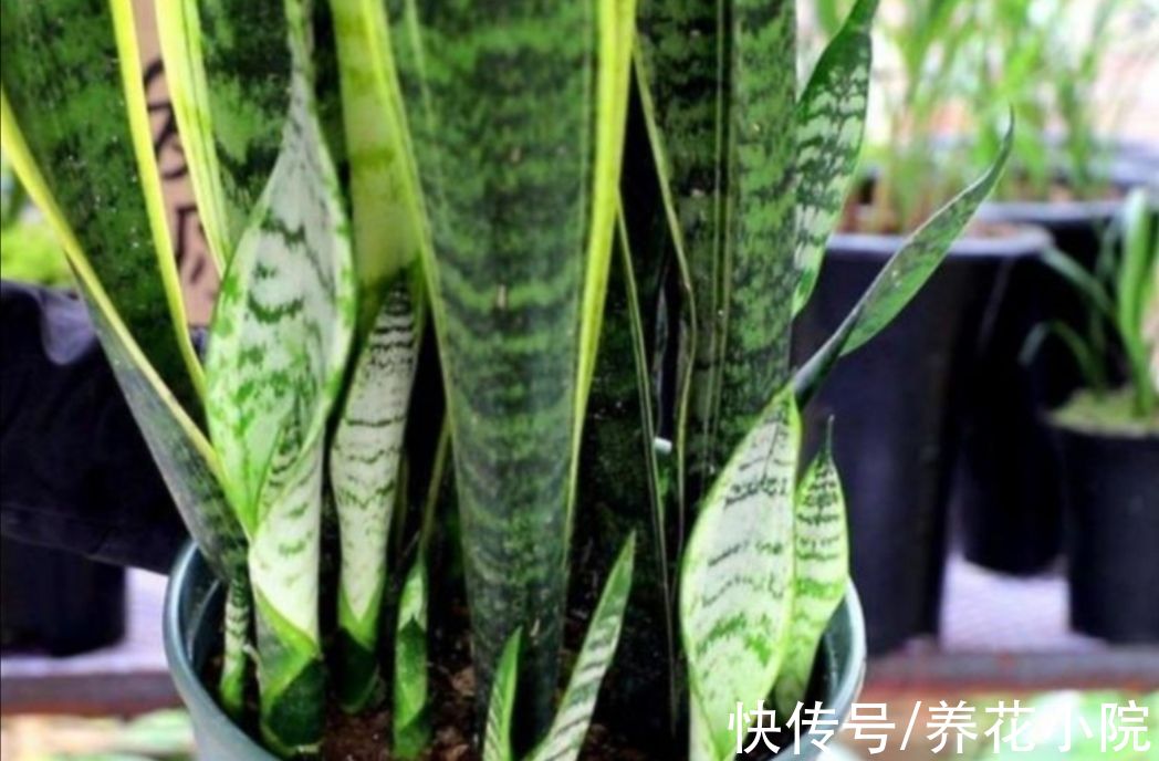 发财树|6种花怕水涝,勤快人养不好,浇水多了就烂根