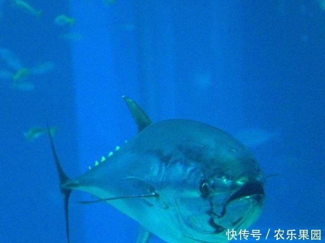 动物世界10种动物概括