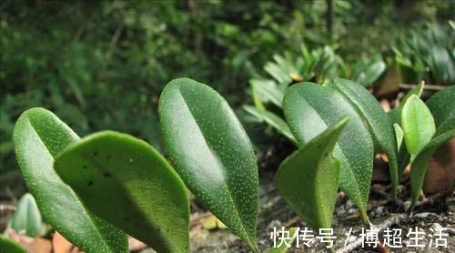 前列腺|前列腺炎最怕“6物”，男人平时要常吃，或能杀菌消炎，预防炎症