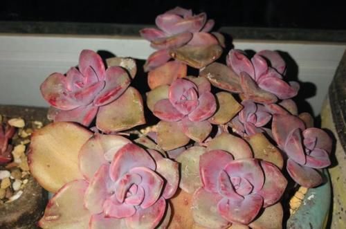 温度到零下多肉就会冻死?不一定,影响它们耐冻程度的因素可多了