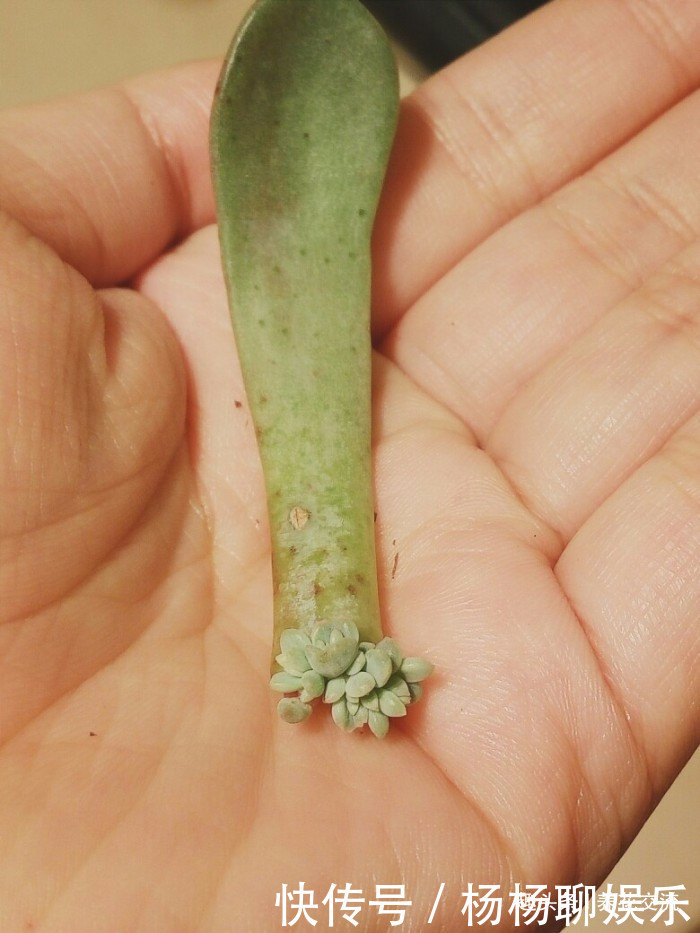 叶片|这三种简单方法可以繁殖多肉植物,叶片、枝条和侧芽都可培育