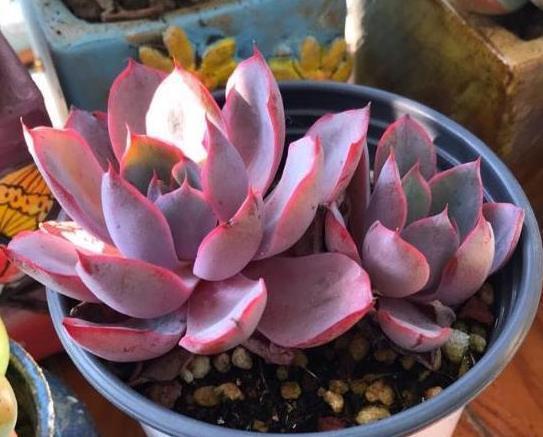 多肉养殖雷区多，植株容易长畸形该怎么办从3方面解决就够了