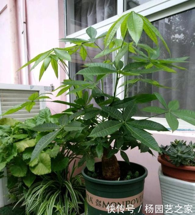 客厅|6种“吉利花”,养在客厅最适合,好看又大气,不见光照也能开爆