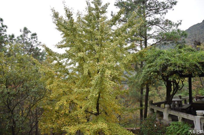 天平山|【喜迎国庆】停车坐爱枫林晚，霜叶红于二月花。游天平山赏枫叶