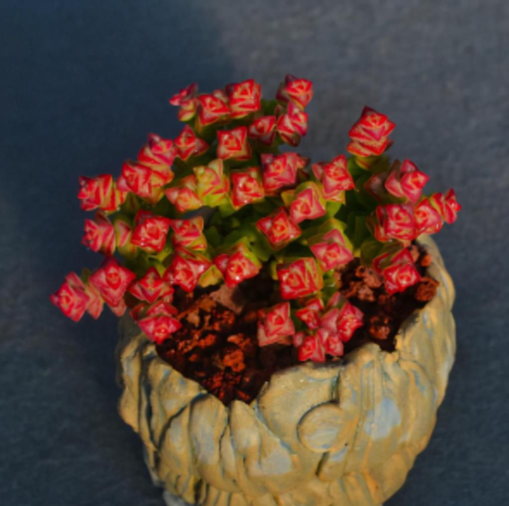  好看|养多肉小米星，掌握“3秘诀”，叶片肥美，颜色好看得不得了