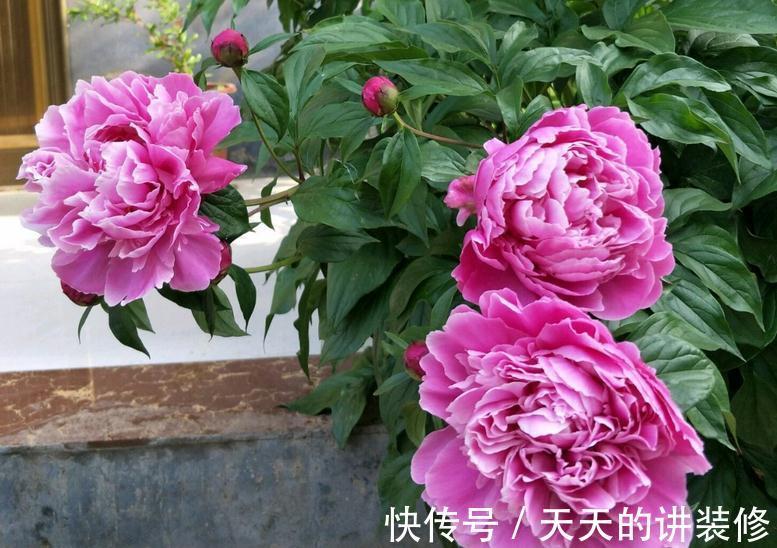 芍药盆栽该做好哪些事情?