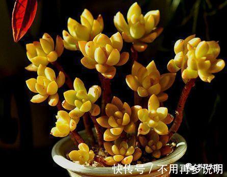 干透|多肉就养这7种,散养不用管也能呼呼长,想养死都难!