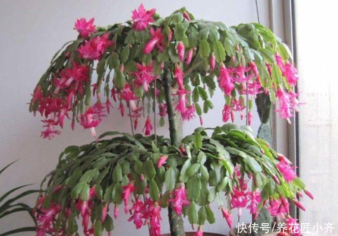 见光|秋后嫁接的蟹爪兰，现在做“三步”就能开爆盆，而且能持续开花