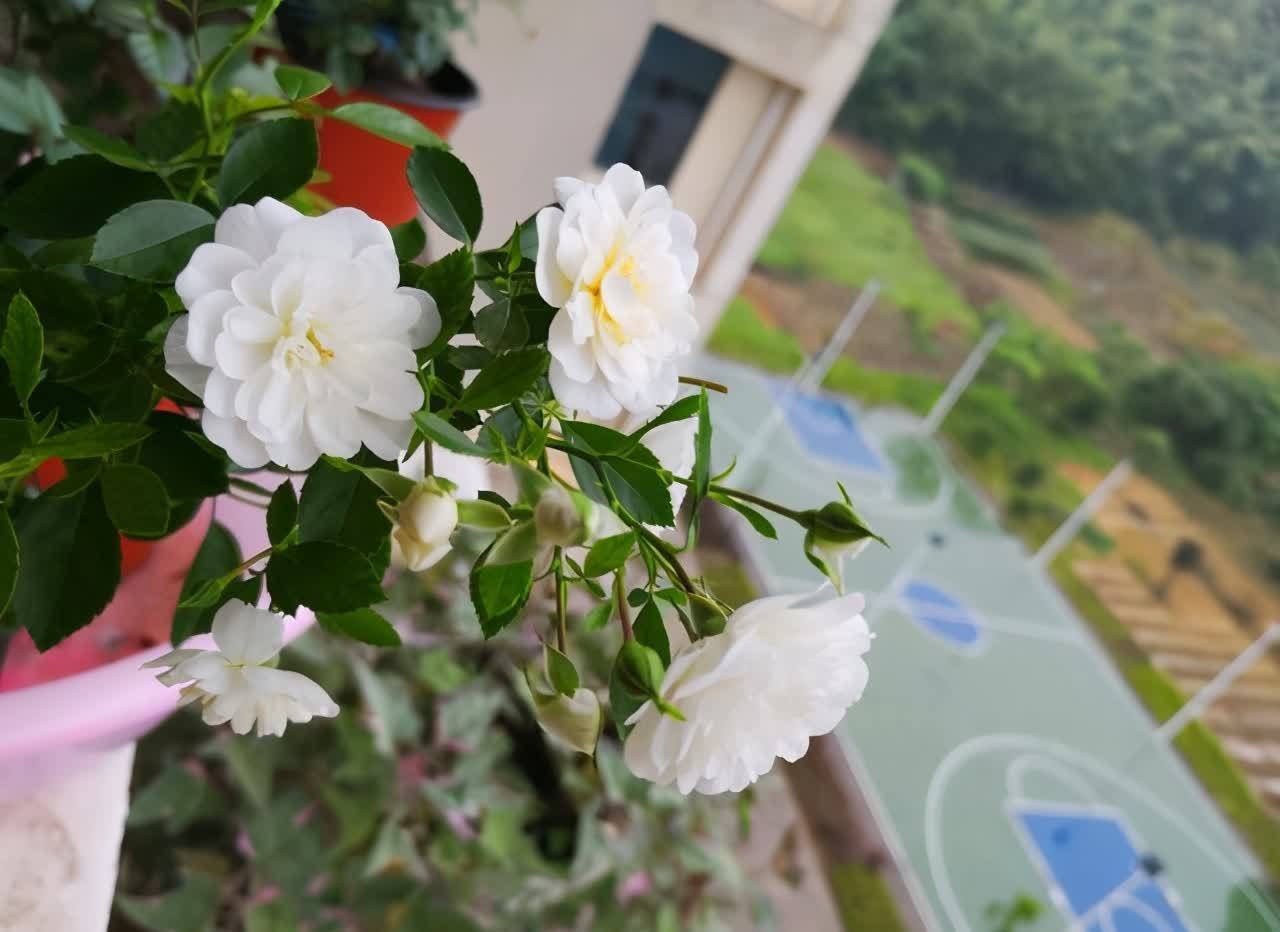 花草今春新宠“彗星”藤本月季花,一起看看它的特点和养护要点