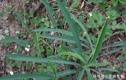 农村|农村田野中这些野草都是上等的中草药,如果不认识就太可惜了!