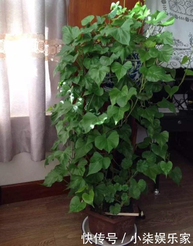 采摘|3种吃剩的“菜杆子”,丢土里,长成一片“绿萝”,3天采摘一大盆