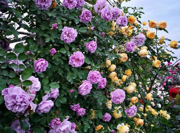 院子里养爬藤花越来越普遍，只有花开后，才明白有多美