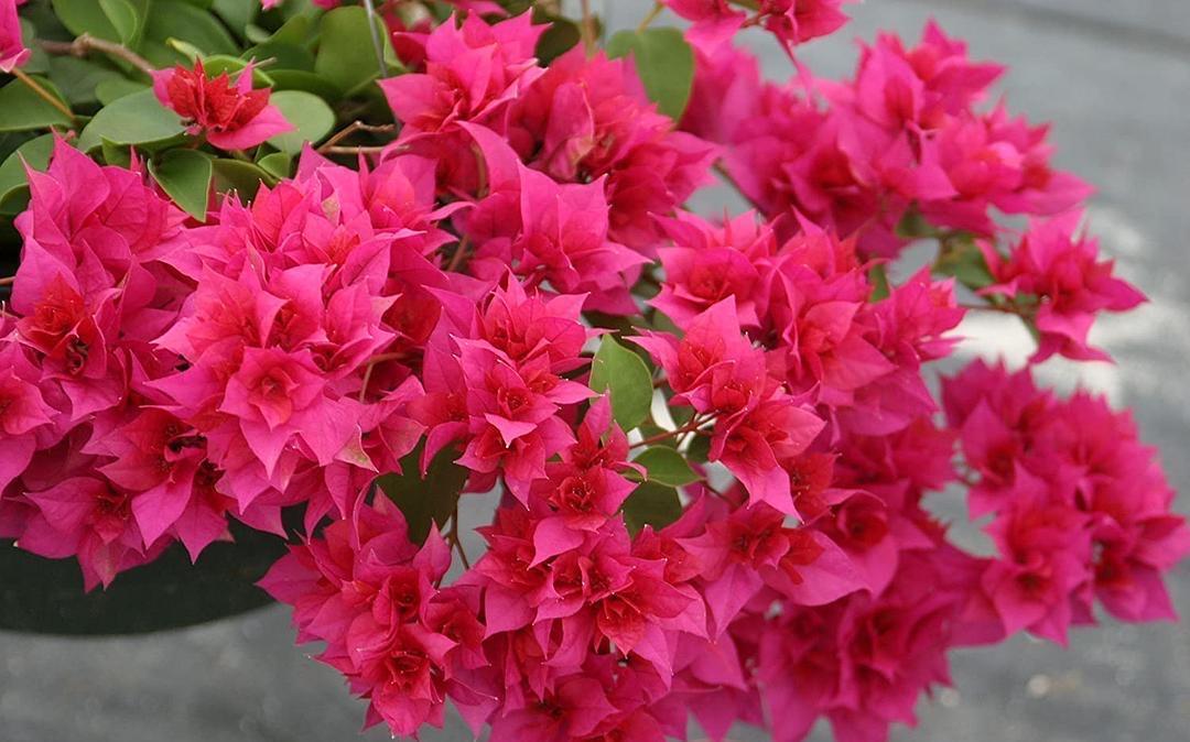 有机肥|让三角梅顺利开花,做好三步,花开大半年,比枝叶多