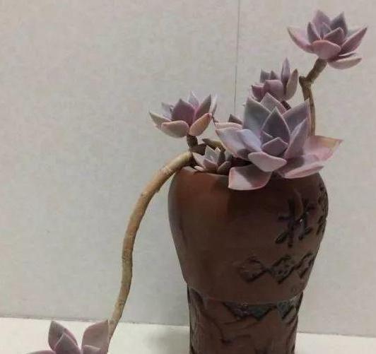 养花太''烧钱''用它们制作漂亮花盆栽种植物，乐趣多、实用