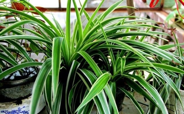 这五种植物要“贱养”,越不管越长得好,30天不浇水新芽乱窜