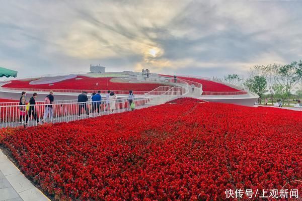 复兴路|红掌送几支有讲究，不能乱送，也别送给这个星座的朋友