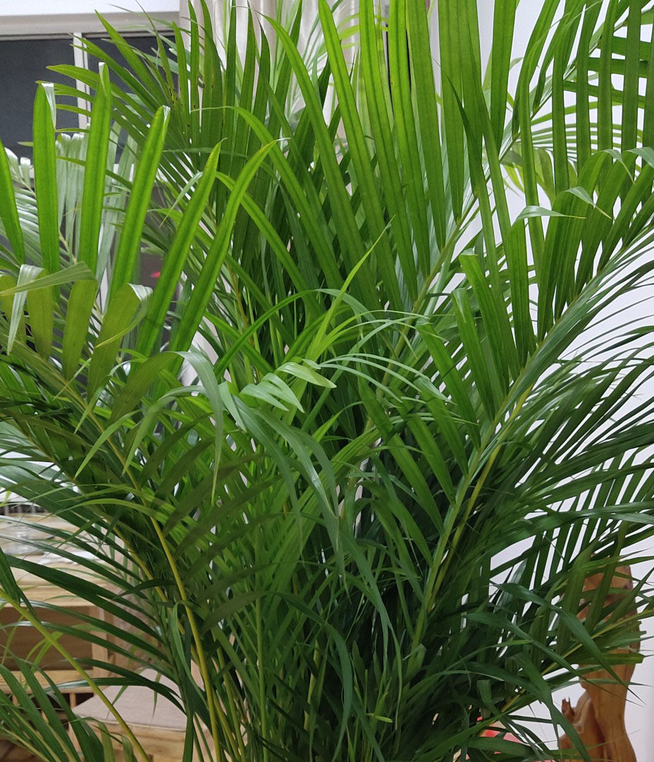 植株|客厅养花别乱养，选5种花，好养好看，高端大气上档次