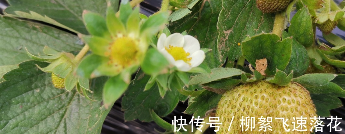 农药|你会挑选好草莓么,知道这些窍门么!