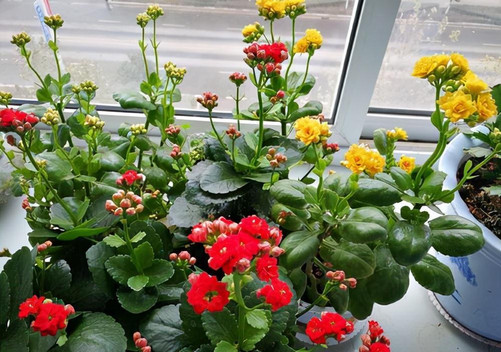 “年味十足”的11种花,颜值高寓意好,想买要趁早,晚了会涨价