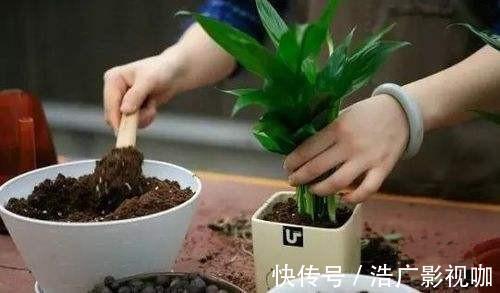 技巧|浇水、施肥不正确,极易土壤板结,教你2个技巧,下次碰到不着急