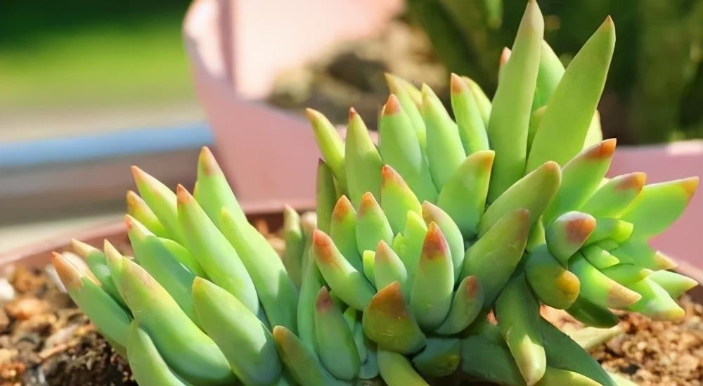 多肉千佛手,号称“绿巨人”,一片叶子长一盆,养成群生肉墩子